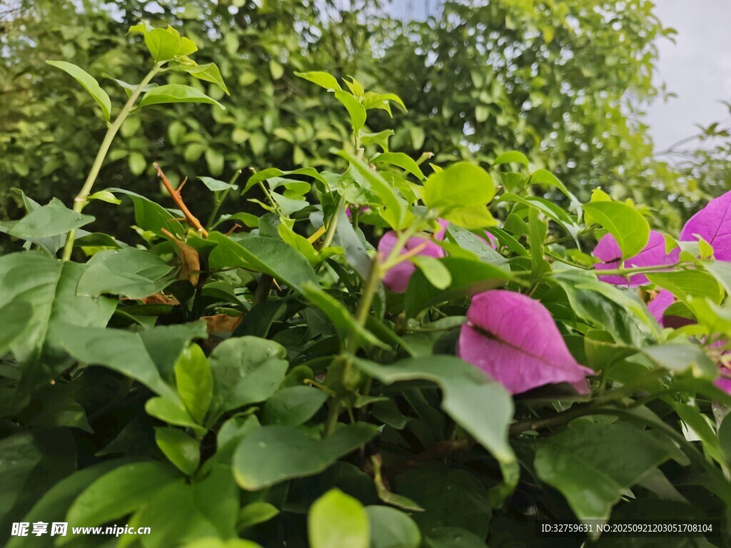 绽放的紫花与繁茂绿叶