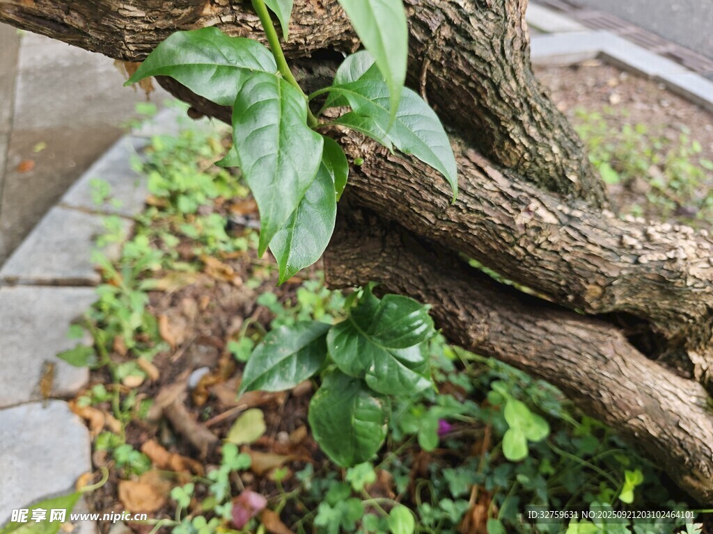 缠绕树干的翠绿藤蔓