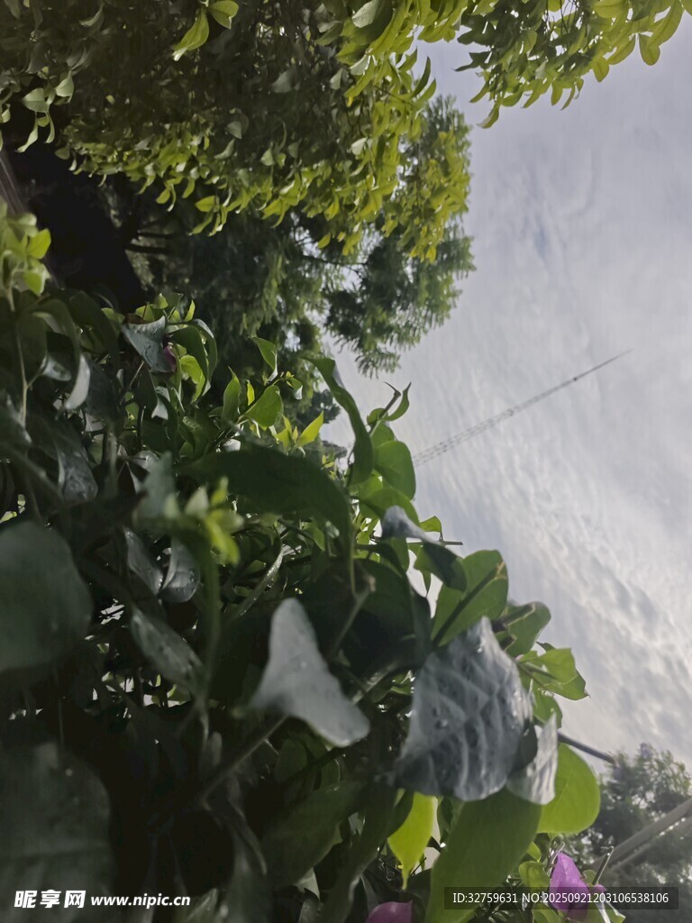 绿叶间的朦胧天空
