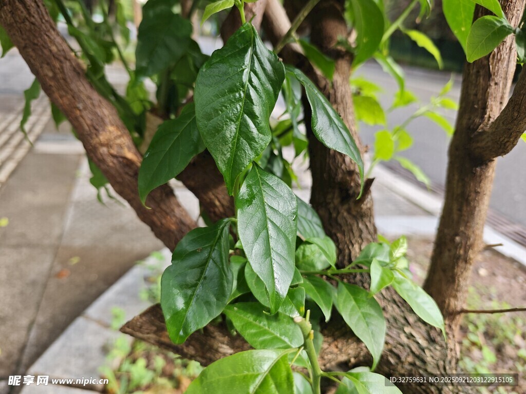 室内绿植咖啡树特写