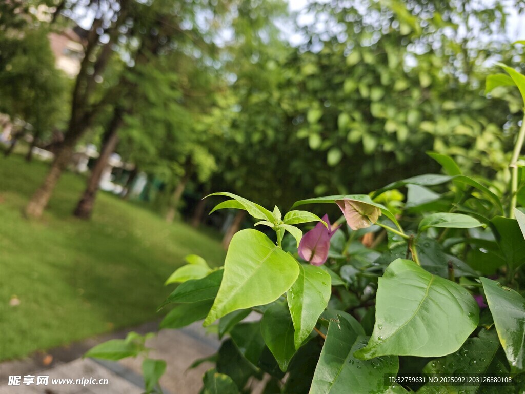 绿叶繁花点缀的静谧公园
