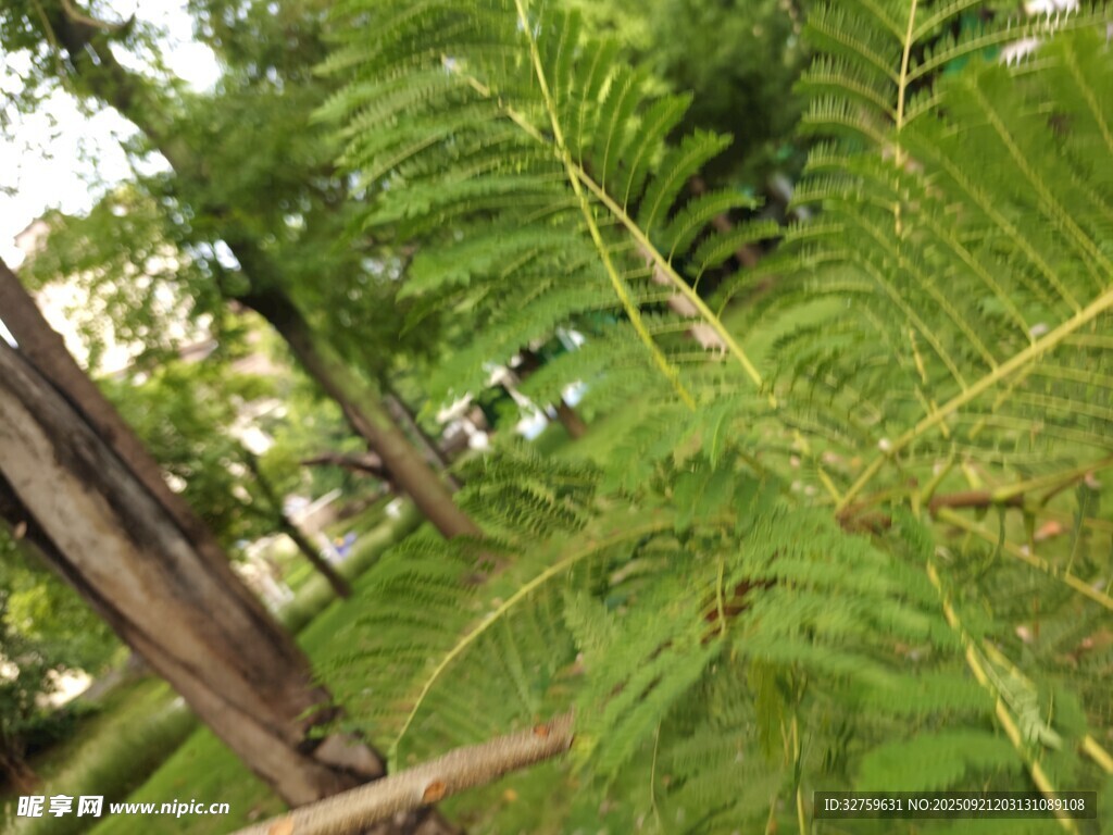 翠绿羽状叶片的植物特写