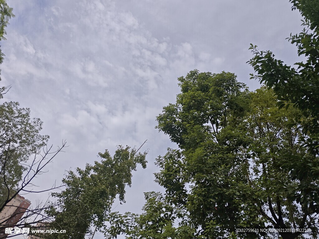 绿树之上的多云天空
