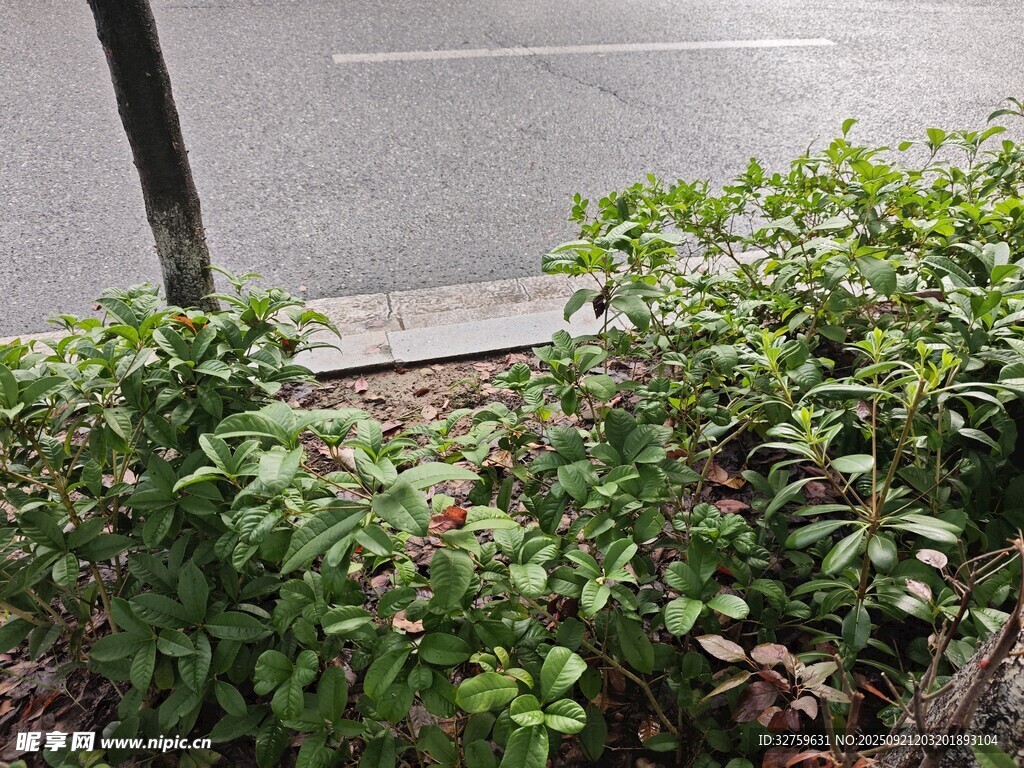 路边绿植景观