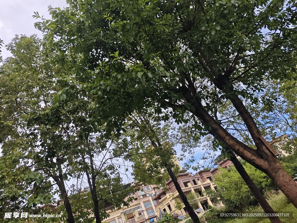 绿树环绕下的美丽建筑