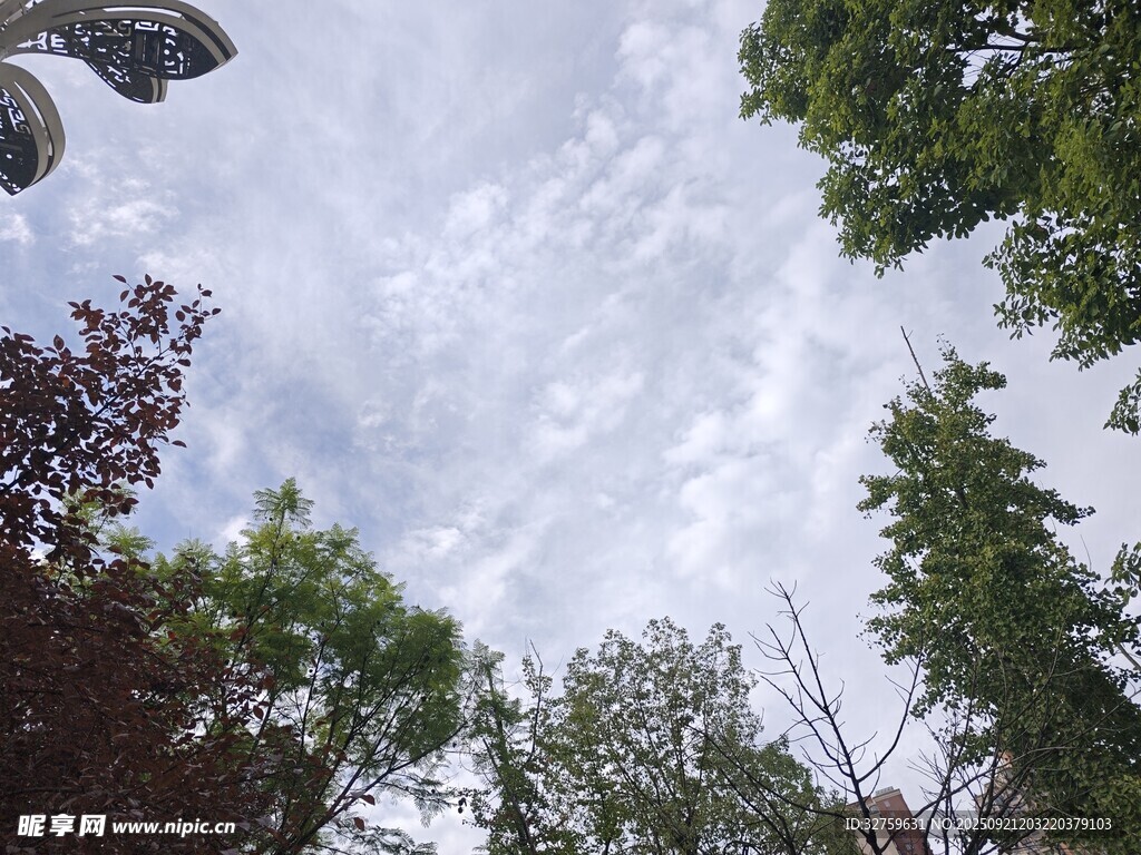 仰视天空下的繁茂树林
