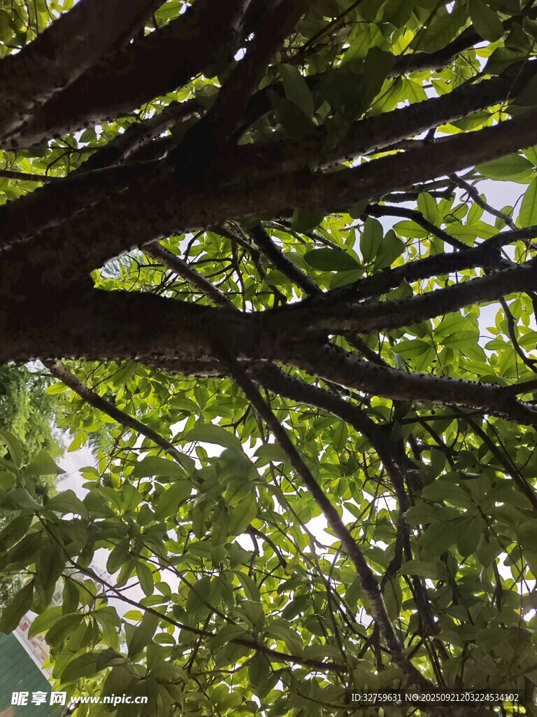 繁茂树枝下的绿意景致