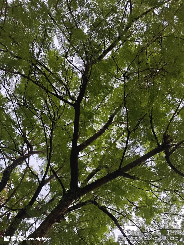 仰视繁茂枝叶