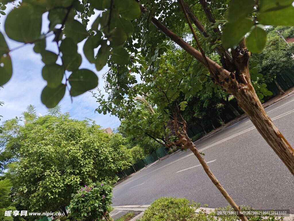 路边绿树成荫的景致