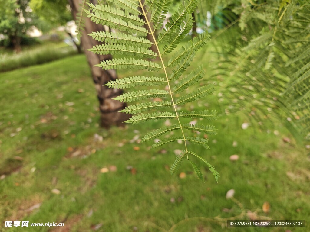 户外翠绿蕨类植物景象