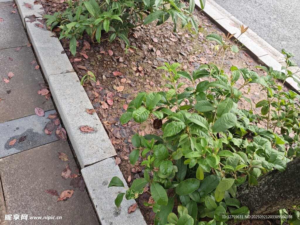 路边绿植景观