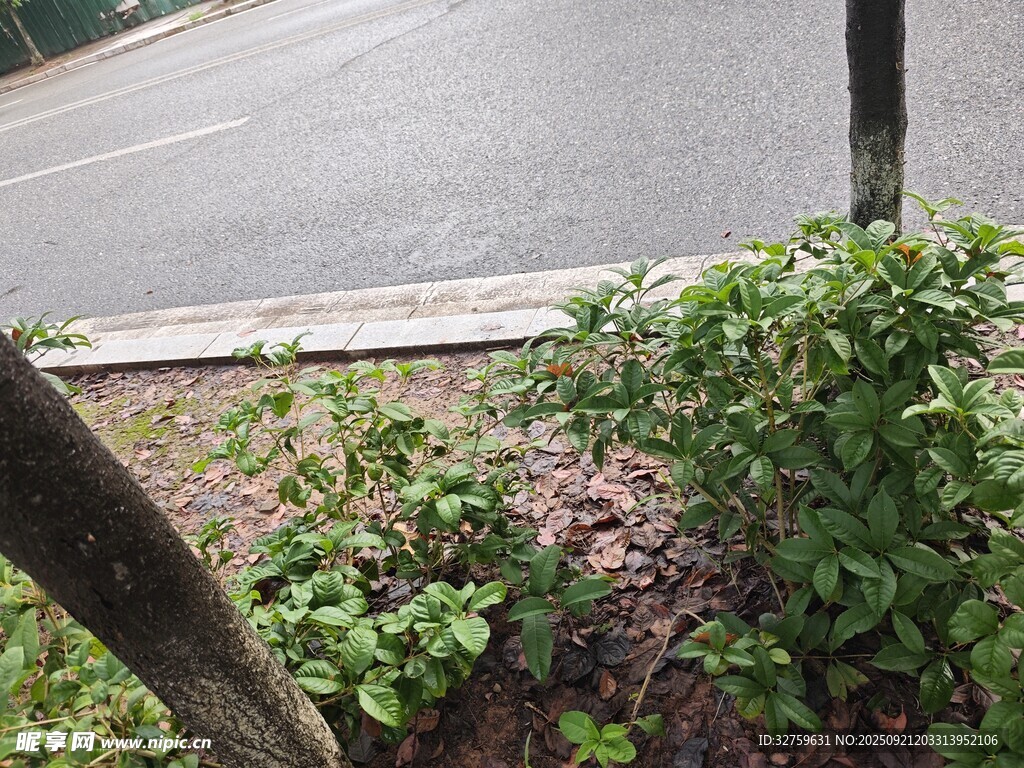 路边绿植景观