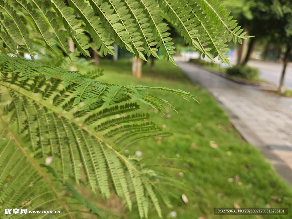 路边蕨类植物的清新景致