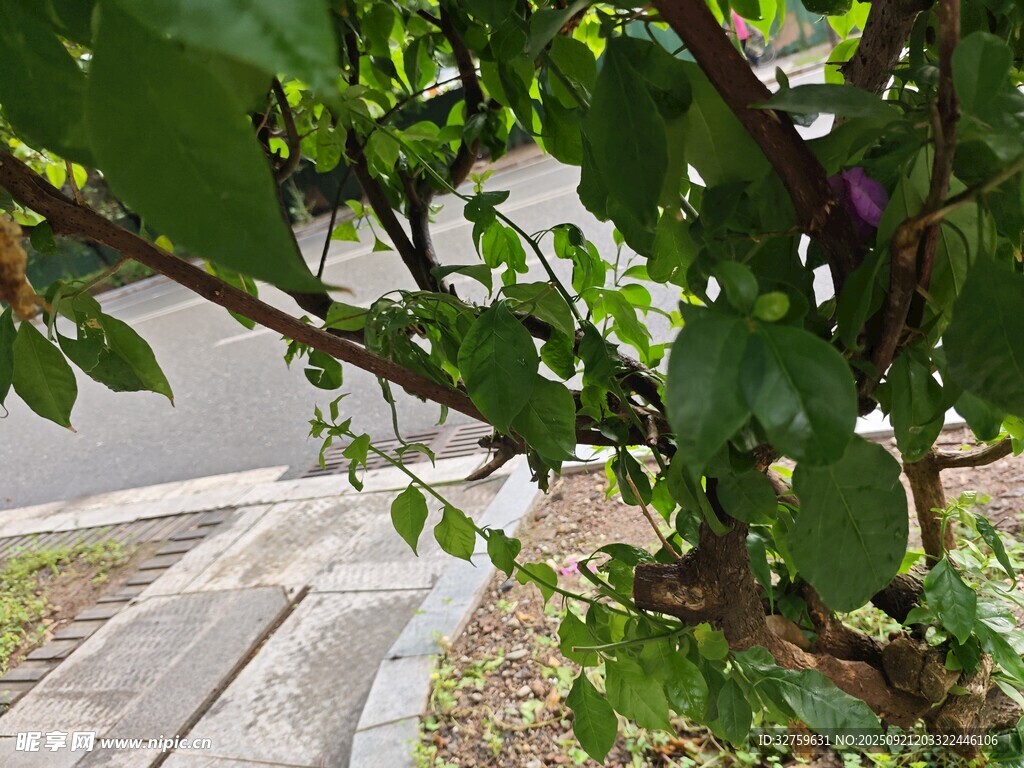 路边翠绿树枝与繁茂叶片