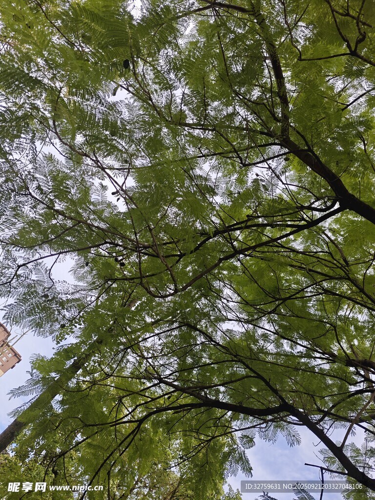 仰视繁茂翠绿的树枝