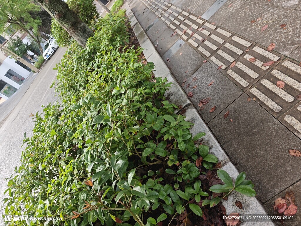 路边翠绿灌木丛景观