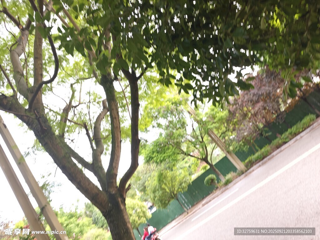 林荫下的静谧小路