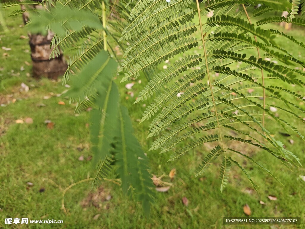 草丛中的蕨类植物