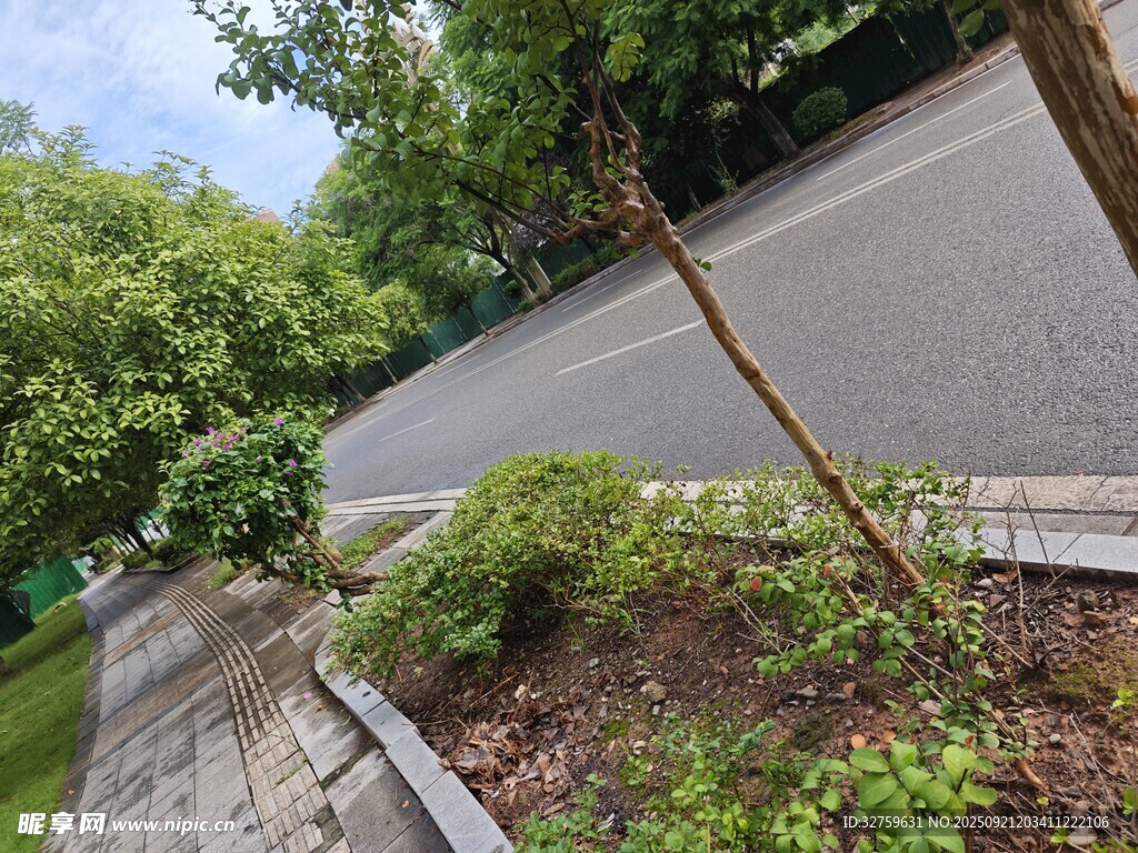 路边绿植与蜿蜒道路景色