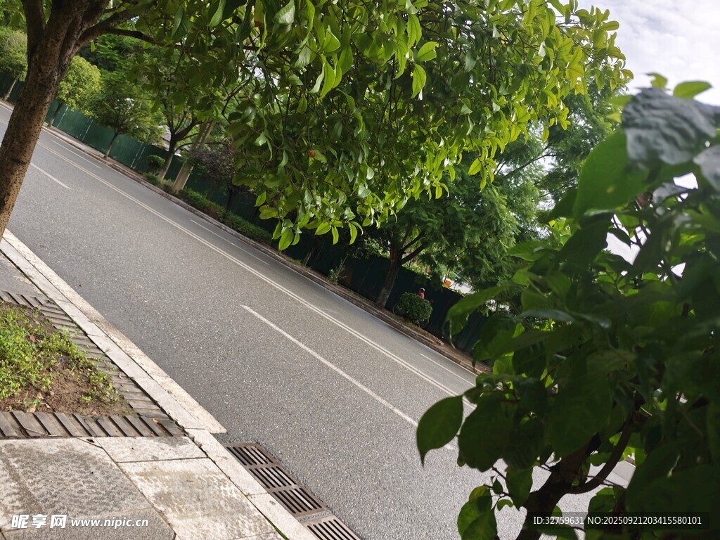 绿树环绕的静谧道路