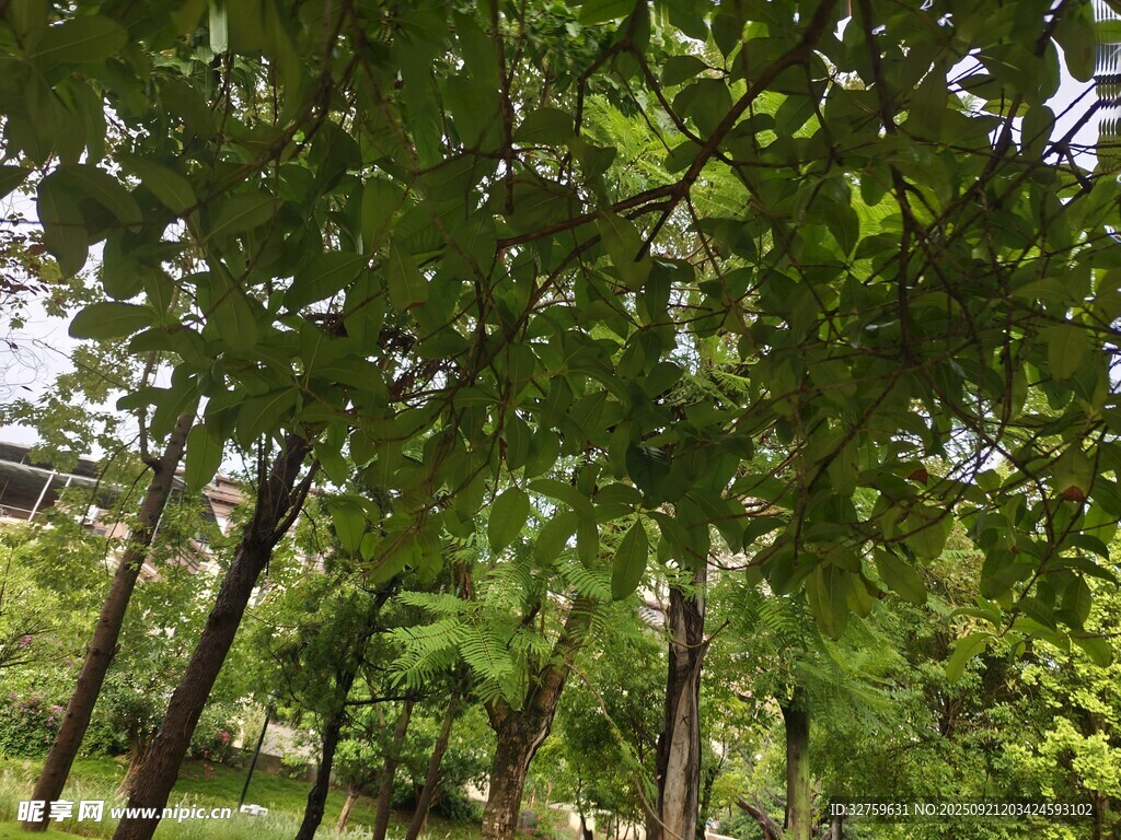 绿荫下的清新户外景致
