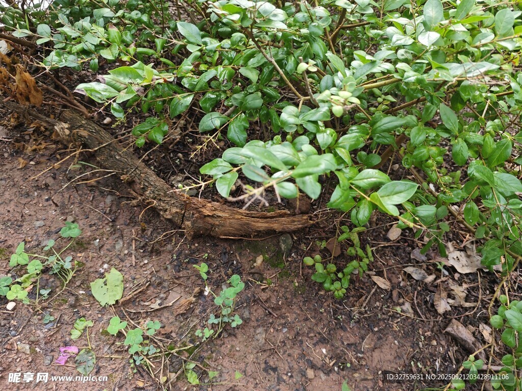 花园中蜿蜒的砖砌植物边界