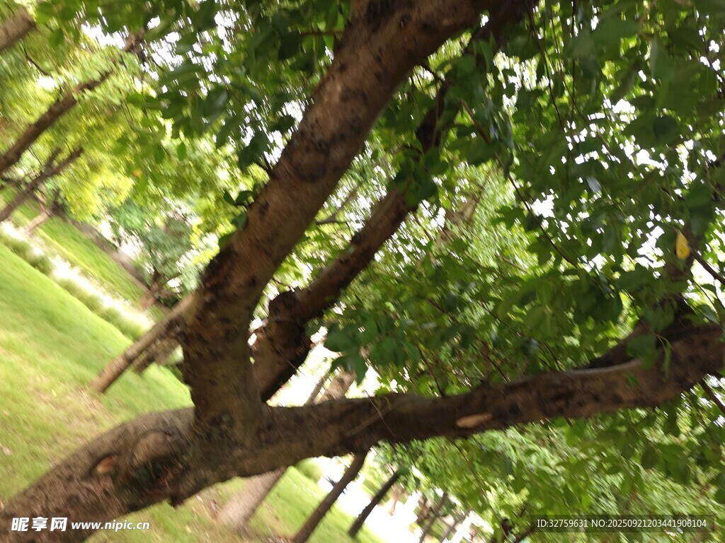 弯曲树干上的繁茂绿叶