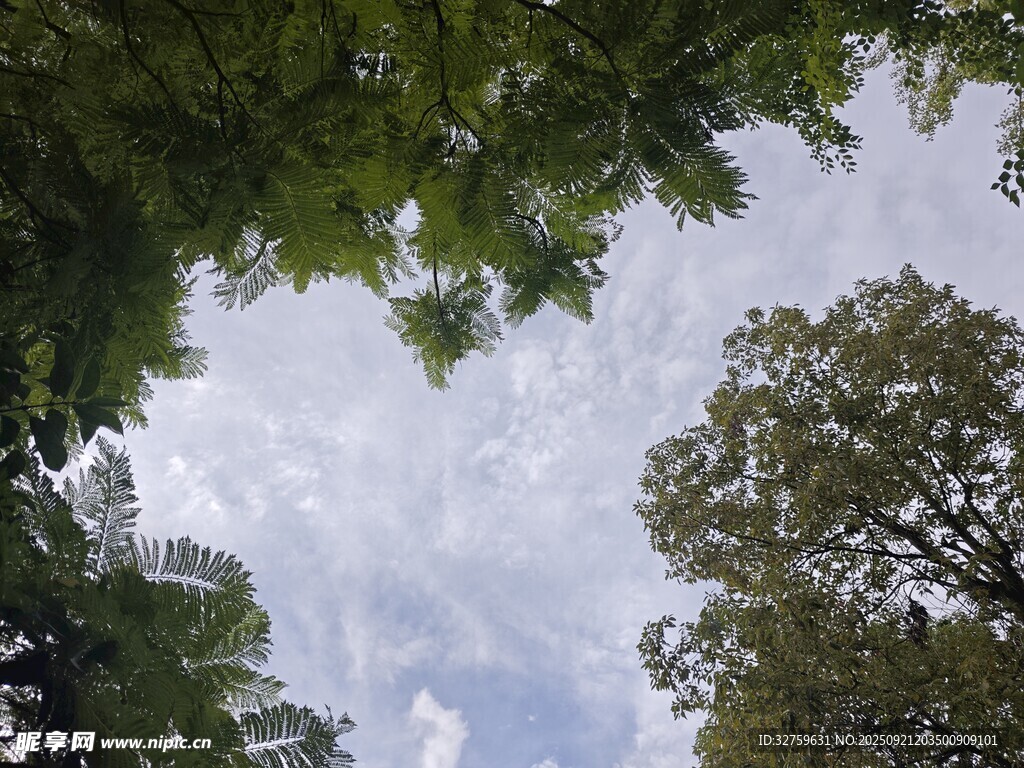 仰视绿树间的蓝天白云