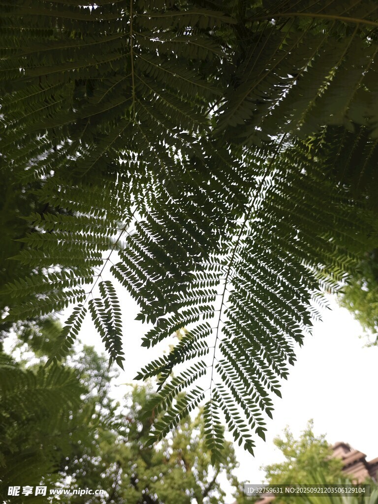 仰视下的翠绿棕榈叶