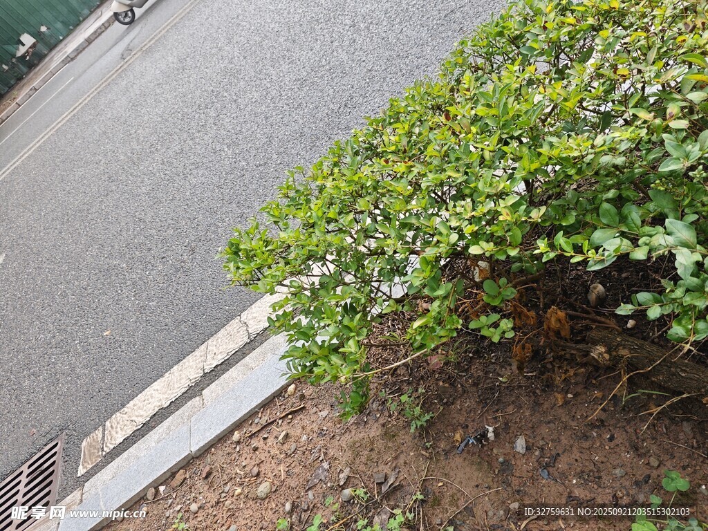 路边绿植景观
