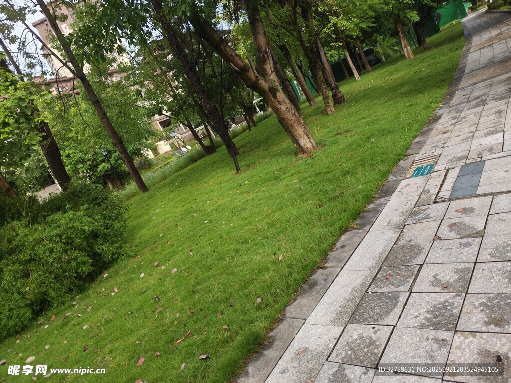 城市路边绿意盎然的草坪