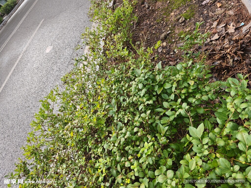 路边翠绿繁茂的野草