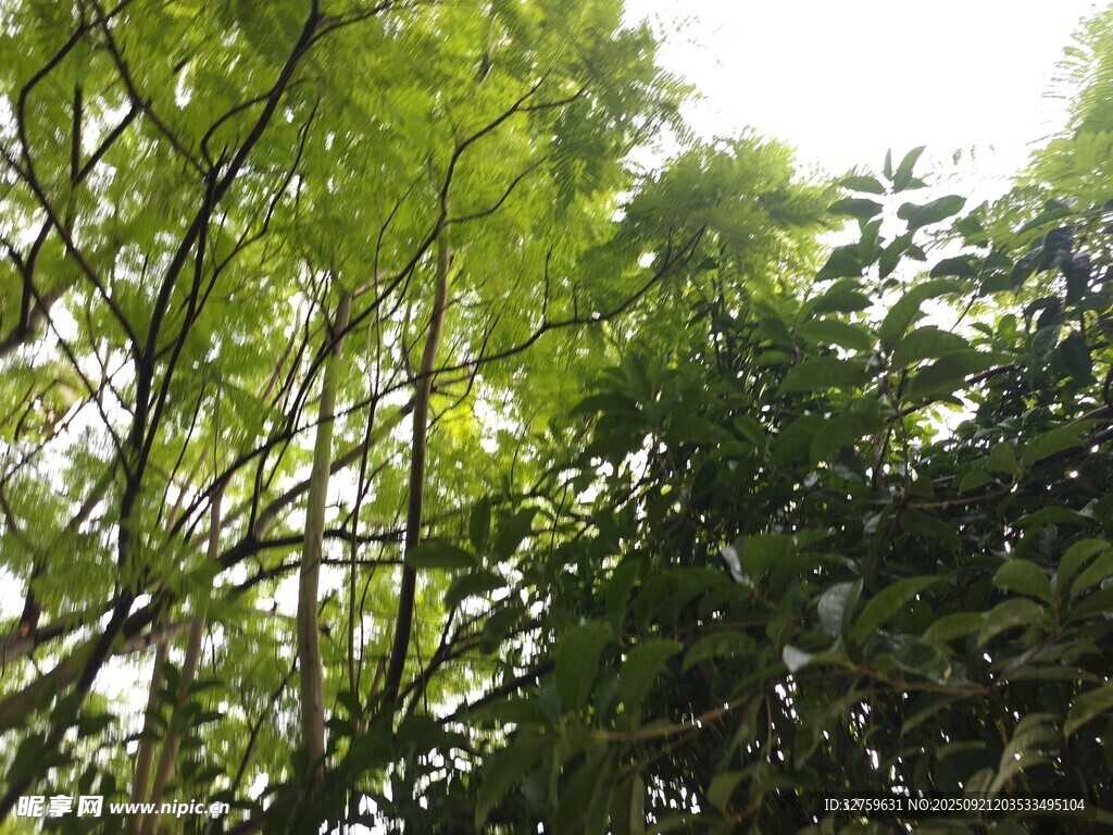 阳光透过繁茂绿树景象