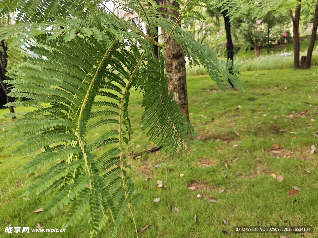 户外翠绿蕨类植物景观