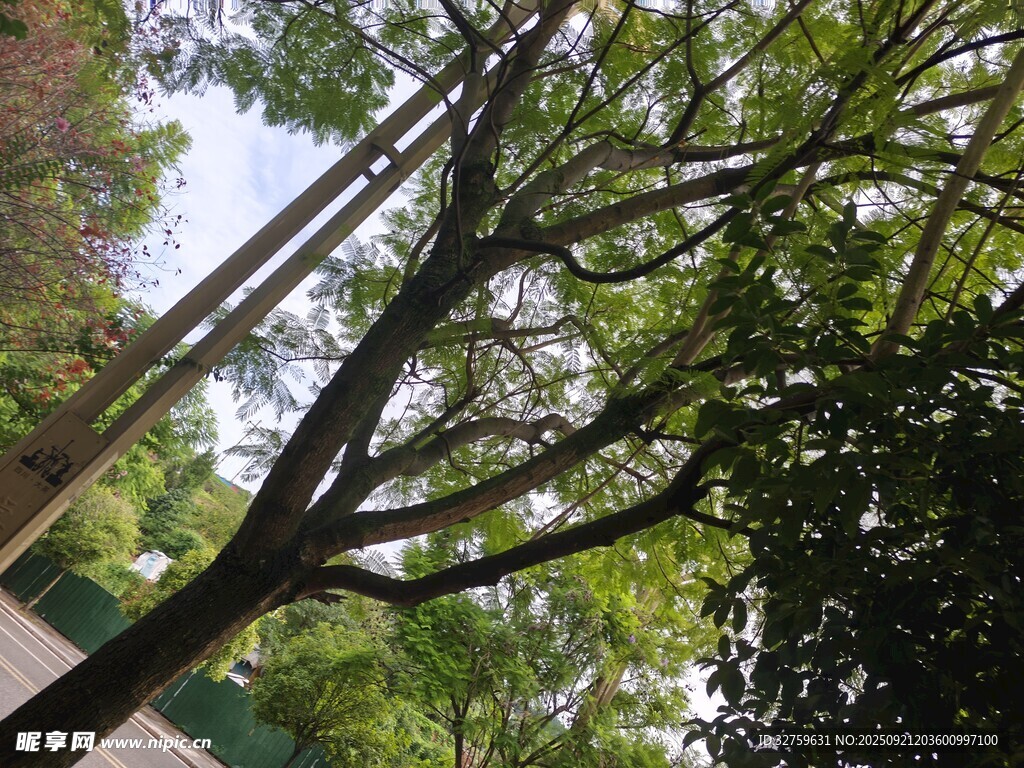 仰视葱郁树木景观