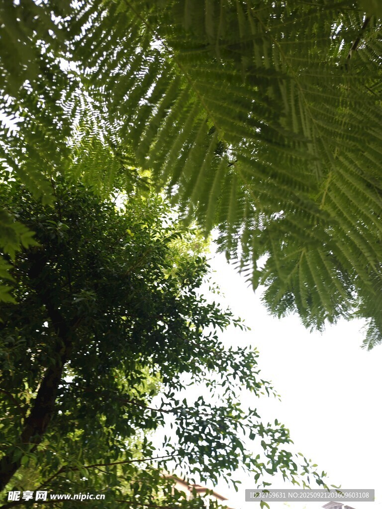 仰视茂密繁茂的绿色树冠