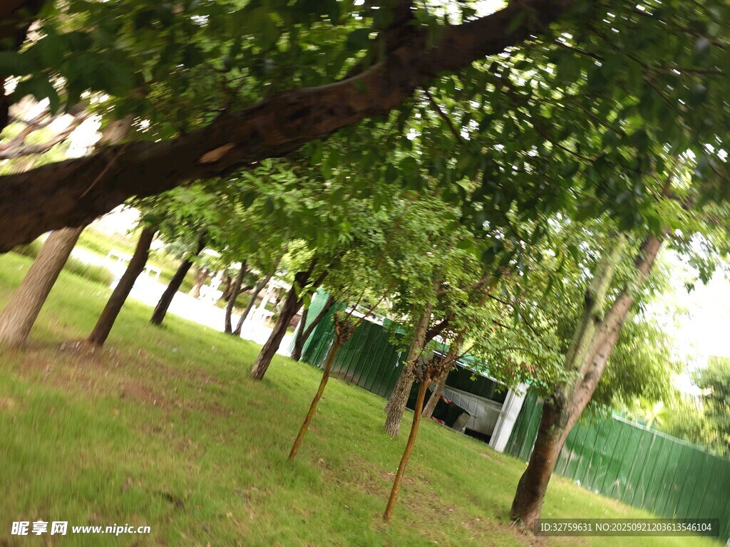 绿荫下的静谧林间草地