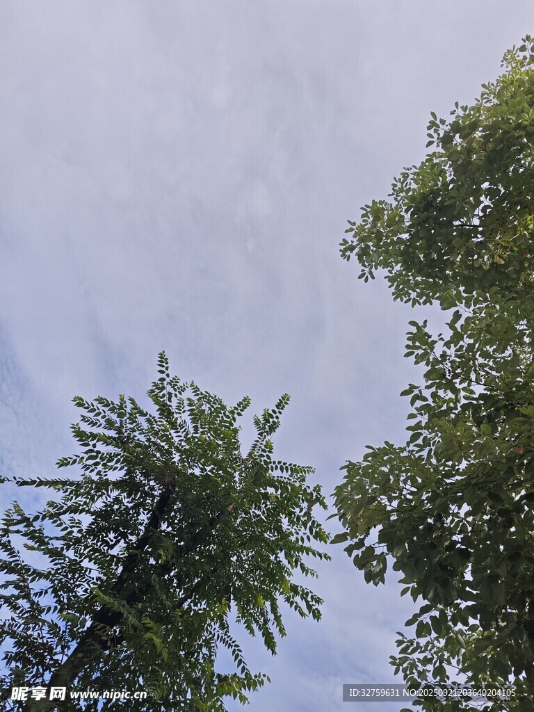 仰望蓝天绿树