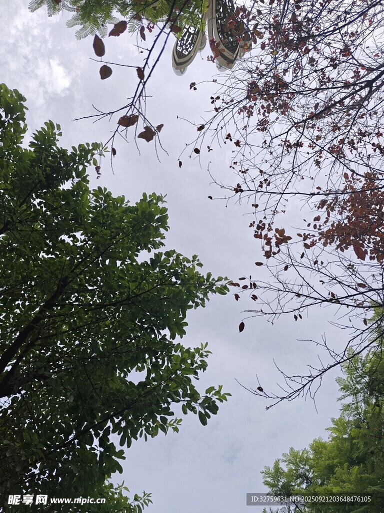 仰视繁茂绿树与天空