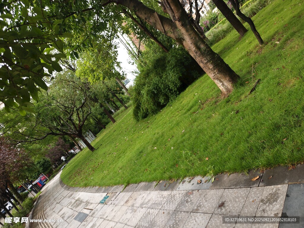 公园草地旁的树木与步道