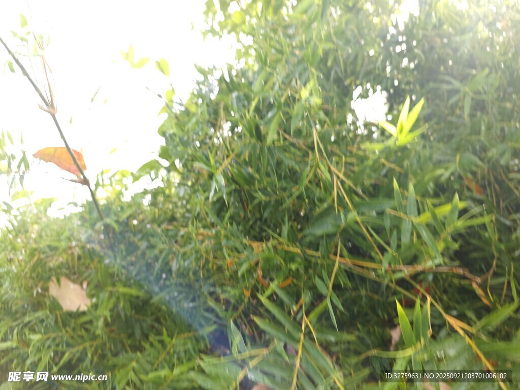 绿叶间的蛛网