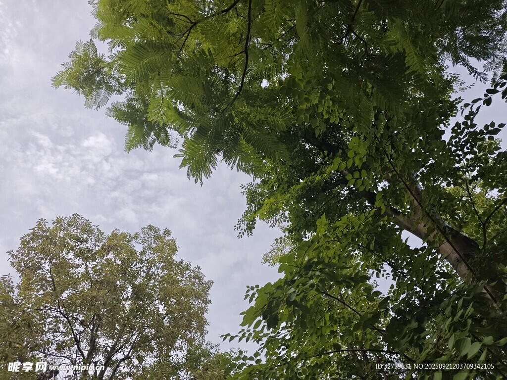 仰视树冠下的天空景象