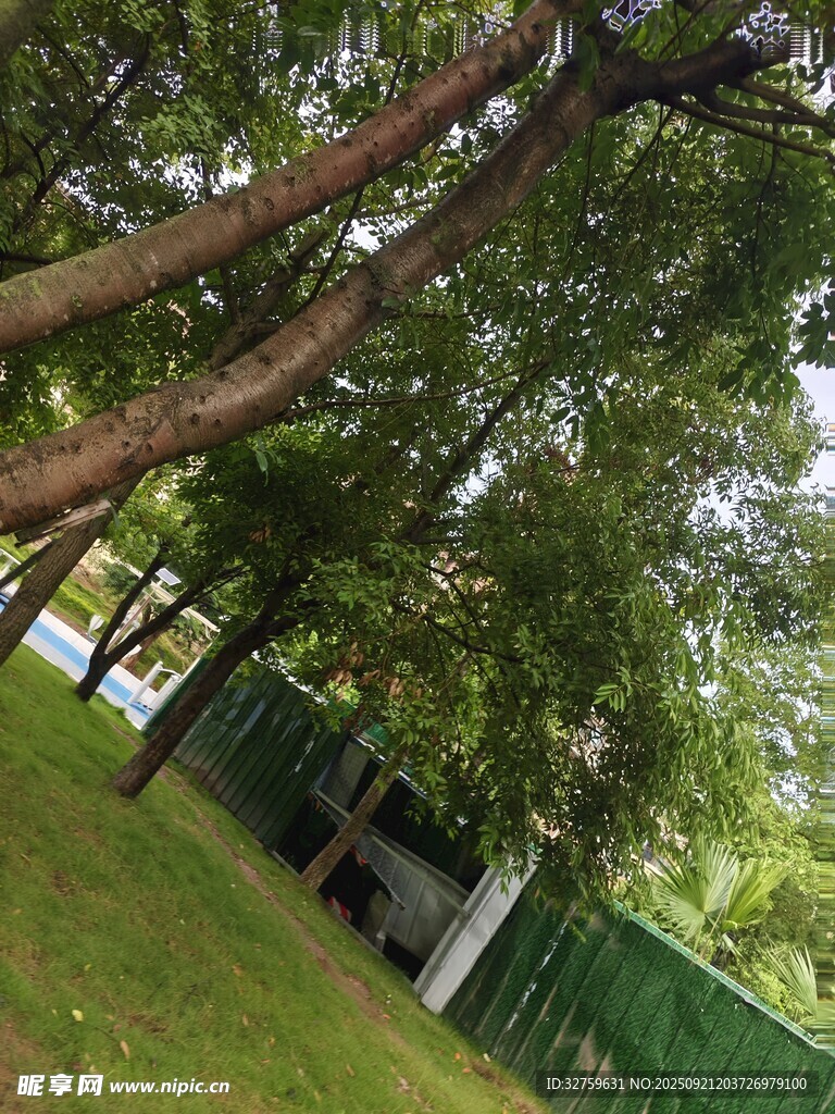 绿荫下的户外景致