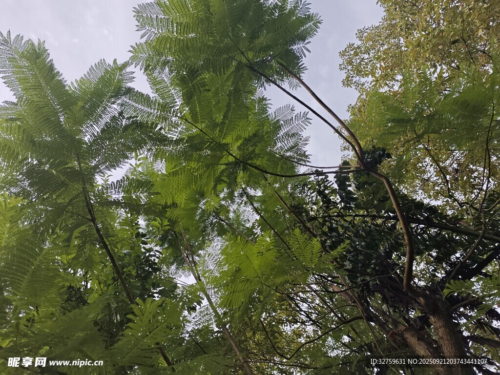 仰视茂密热带棕榈树林