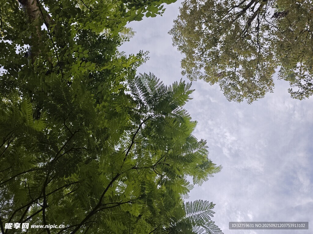 仰视绿树间的天空
