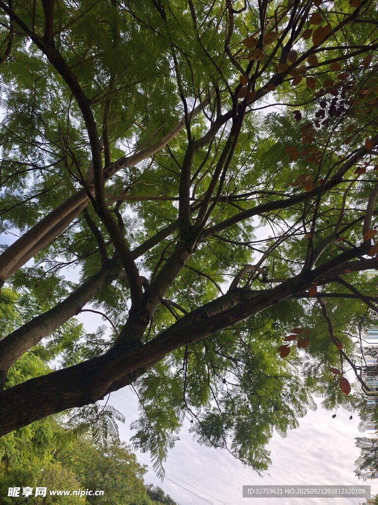 仰视繁茂树枝与蓝天
