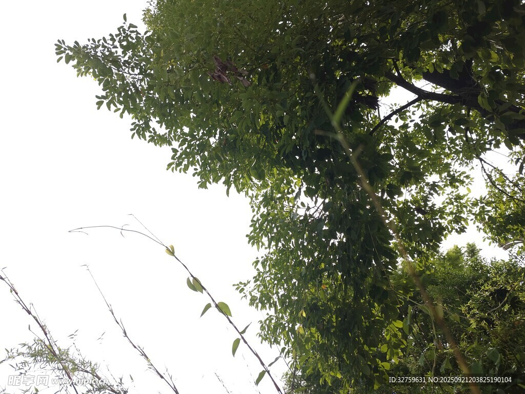 茂密绿树 