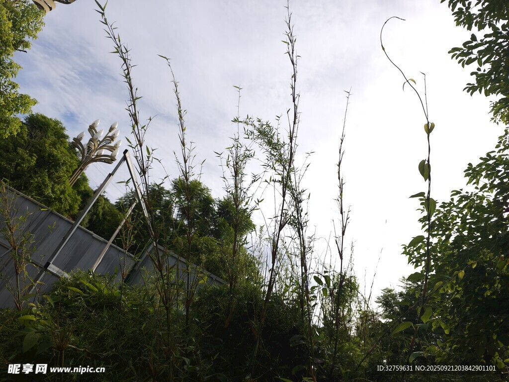 野外绿植与高耸植物景观