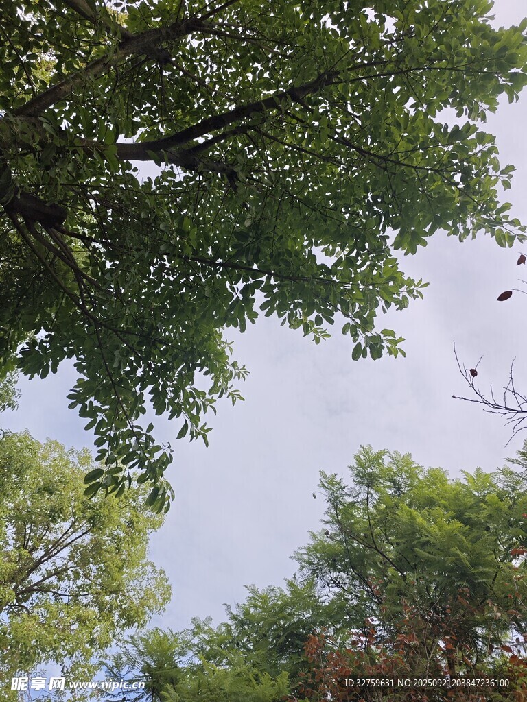 仰视繁茂树冠的自然景象