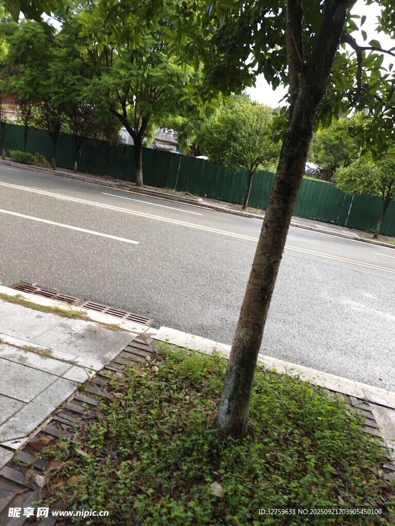 路边小树 
